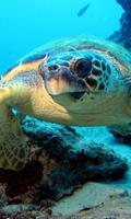 live sea turtle wallpaper پوسٹر