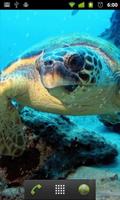 live sea turtle wallpaper 스크린샷 1