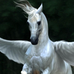 Pegasus Behang