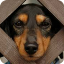 Live Puppy Wallpapers(Offline) APK