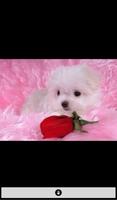 Live Puppy Wallpapers(Offline) capture d'écran 2