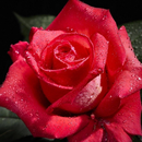 live red rose wallpaper APK