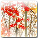 Maple Leaf Live Wallpaper APK