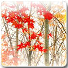 Maple Leaf Live Wallpaper icône