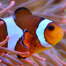 live wallpaper nemo APK