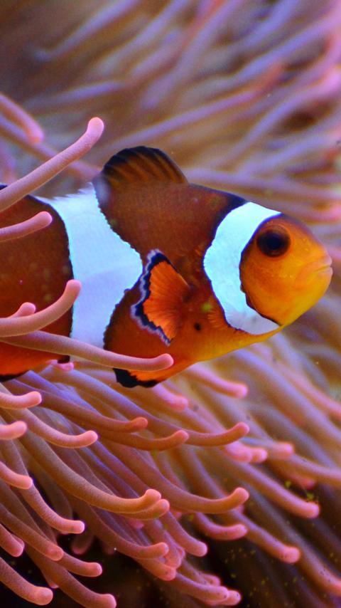 100+ Wallpaper Bergerak Ikan Nemo HD Terbaik 100+ Wallpaper Bergerak Ikan Nemo HD Terbaik