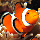 live wallpaper clown fish ícone