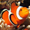 live wallpaper clown fish