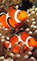 live wallpaper clown fish poster