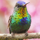 Colibri De Papier Peint APK