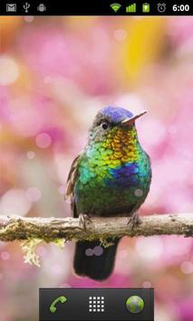 live wallpaper hummingbird apk download free personalization app
