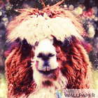 Funny Llama live wallpaper أيقونة