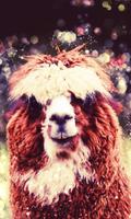 Funny Llama live wallpaper penulis hantaran