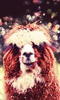 Funny Llama live wallpaper تصوير الشاشة 1