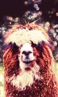 Funny Llama live wallpaper اسکرین شاٹ 2