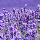 Icona LWP Lavanda