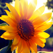 live wallpaper sunflower