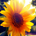 ikon LWP bunga matahari
