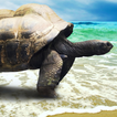 live wallpapers turtles