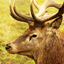 live wallpapers deer APK