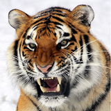 Live Tiger Wallpaper(Offline) icône