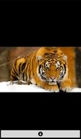 Live Tiger Wallpaper(Offline) capture d'écran 2