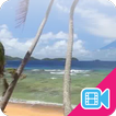 Beach Palms Live WallPaper