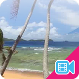 Beach Palms Live WallPaper icône