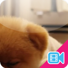 ► Lazy Puppy Live WallPaper icon