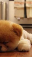 ► Lazy Puppy Live WallPaper poster