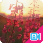 ► Sunset Flower Live WallPaper icono