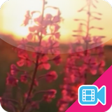 ► Sunset Flower Live WallPaper иконка