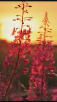 ► Sunset Flower Live WallPaper पोस्टर