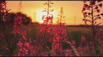 ► Sunset Flower Live WallPaper تصوير الشاشة 1