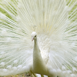 Queen Peacock Live Wallpaper