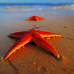 Starfish HD Live Wallpaper