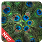 Peacock Feather live wallpaper simgesi