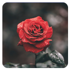 Rose Live Wllpaper icono