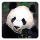 APK Panda Live Wallpaper