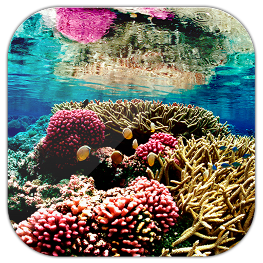 Coral Reef Live Wallpaper