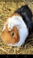 Guinea Pig Live Wallpaper penulis hantaran