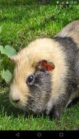 Guinea Pig Live Wallpaper syot layar 1