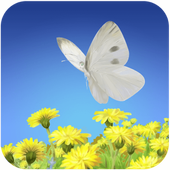 Flying Butterfly-LiveWallpaper icon