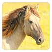 Horses Live Wallpaper
