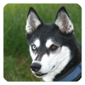 Husky Live Wallpaper