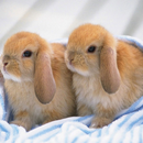 Cute Rabbits live wallpaper APK