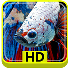 3D Betta Fish HD icône