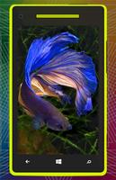 3D Betta Fish HD पोस्टर