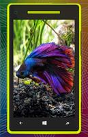 3D Betta Fish HD capture d'écran 3