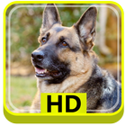 German Shepherd Dog HD 图标